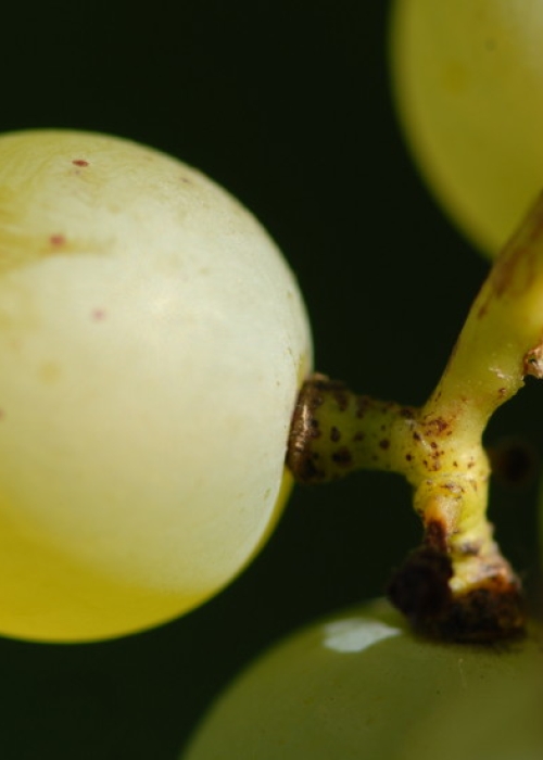 Silvaner ANT 1315